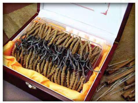 巴里坤冬虫夏草回收